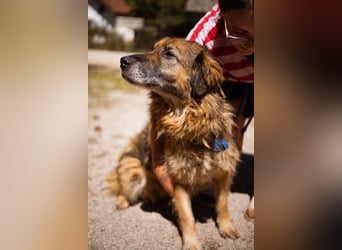 Bruce ❤️ so lieber + verträglicher Rüde!