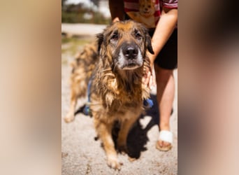 Bruce ❤️ so lieber + verträglicher Rüde!