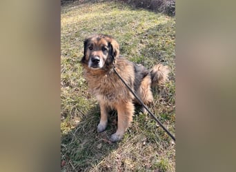 Bruce ❤️ so lieber + verträglicher Rüde!