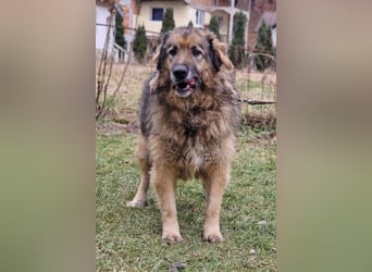 Bruce ❤️ so lieber + verträglicher Rüde!