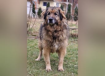 Bruce ❤️ so lieber + verträglicher Rüde!
