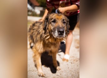 Bruce ❤️ so lieber + verträglicher Rüde!