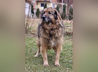 Bruce ❤️ so lieber + verträglicher Rüde!
