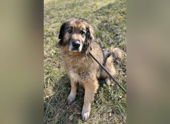 Bruce ❤️ so lieber + verträglicher Rüde!