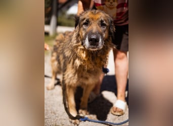 Bruce ❤️ so lieber + verträglicher Rüde!