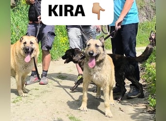Kira wünscht sich eine liebvolle Familie