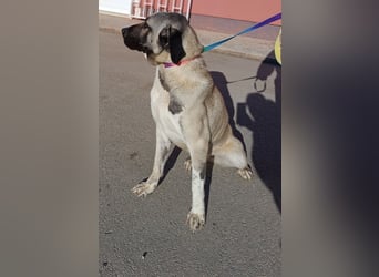 große Kangal Mischlings-Hündin Gertruda sucht ein passendes Zuhause