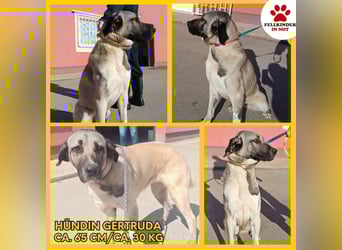 große Kangal Mischlings-Hündin Gertruda sucht ein passendes Zuhause