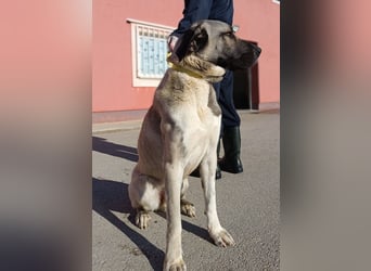 große Kangal Mischlings-Hündin Gertruda sucht ein passendes Zuhause