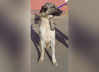 große Kangal Mischlings-Hündin Gertruda sucht ein passendes Zuhause