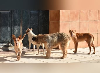 Sanfte ANASTASIA-friedlich, still, wartet sie sehnsüchtig auf liebevolles Für-immer Zuhause