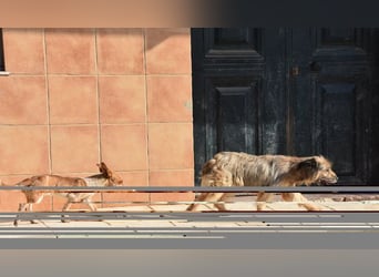 Sanfte ANASTASIA-friedlich, still, wartet sie sehnsüchtig auf liebevolles Für-immer Zuhause