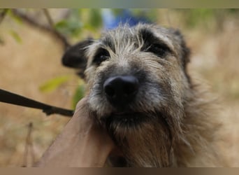 GOLFO sucht sensible Menschen