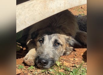 GOLFO sucht sensible Menschen