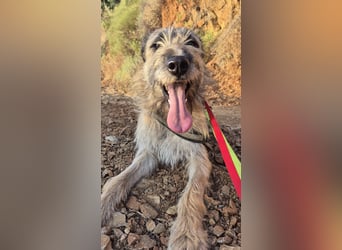 GOLFO sucht sensible Menschen