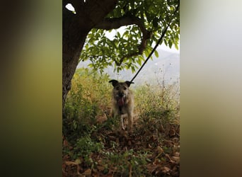 GOLFO sucht sensible Menschen