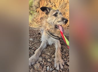 GOLFO sucht sensible Menschen