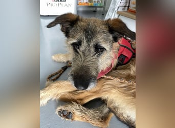 GOLFO sucht sensible Menschen