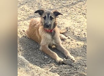 GOLFO sucht sensible Menschen