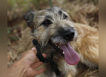 GOLFO sucht sensible Menschen