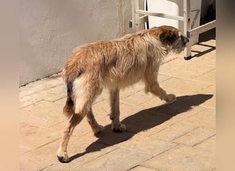 GOLFO sucht sensible Menschen