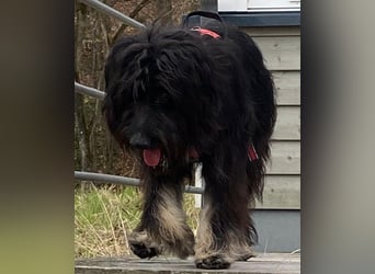 Munterer OSKAR sucht aktive Menschen