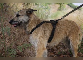 Golfo sucht sensible Menschen