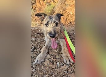 Golfo sucht sensible Menschen