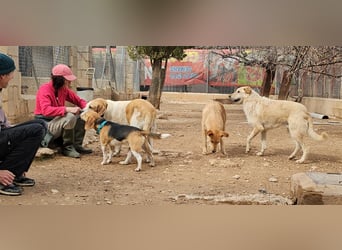 Wunderschöne BRISA hat liebe Familie verdient