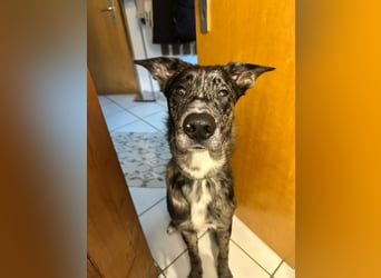 Loki möchte dein Herz erobern