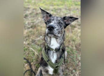 Loki möchte dein Herz erobern