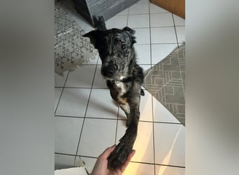 LOKI möchte dein Herz erobern!