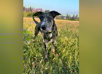 LOKI möchte dein Herz erobern!