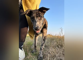 Loki möchte dein Herz erobern