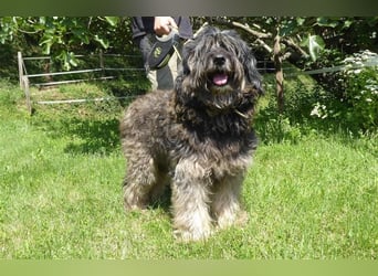 Tro ein großer Schmusebär