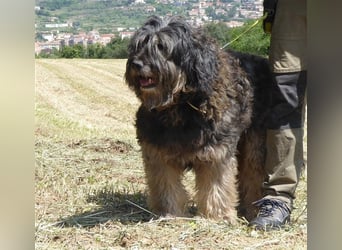 Tro ein großer Schmusebär