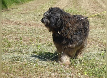 Tro ein großer Schmusebär