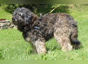 Tro ein großer Schmusebär