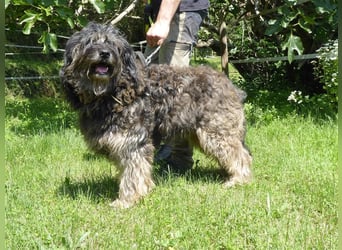 Tro ein großer Schmusebär