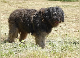 Tro ein großer Schmusebär