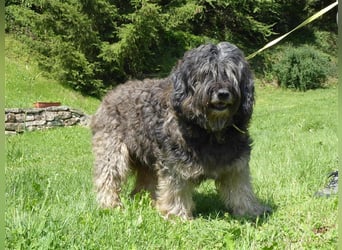 Tro ein großer Schmusebär