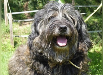 Tro ein großer Schmusebär