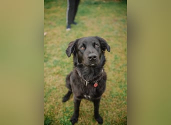 Kaukase-Hovawart Mix sucht neues Zuhause
