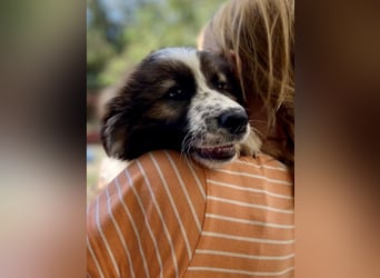 *Wuschelige Welpendame, ca. 3 Monate, gut sozialisiert