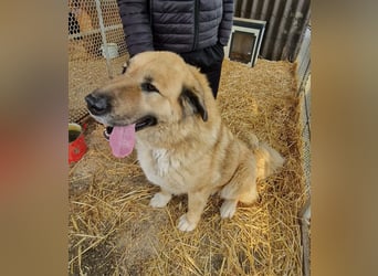 Nagy Maci von kettenlos