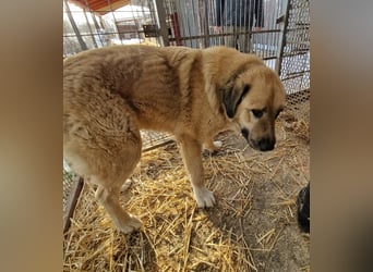 Nagy Maci von kettenlos