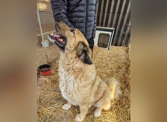 Nagy Maci von kettenlos