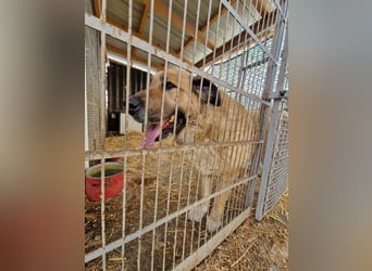 Nagy Maci von kettenlos