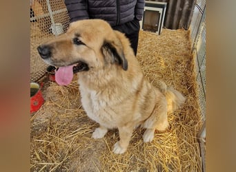 Nagy Maci von kettenlos