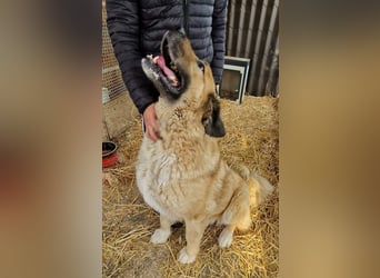 Nagy Maci von kettenlos